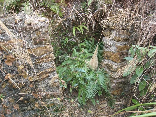 Luk Keng pillboxes - Well