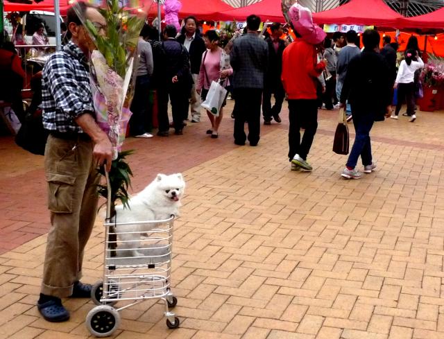 Pampered Pooch ...... CNY 2013 Flower Market - Mongkok