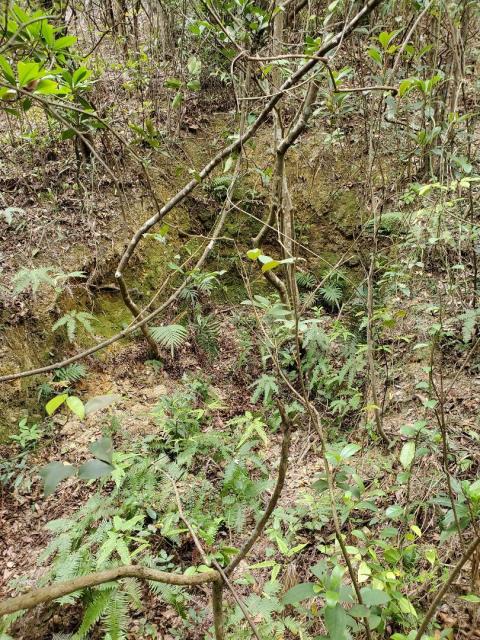 Hong Pak Country Trail Japanese Wartime Tunnel Entrance No.2