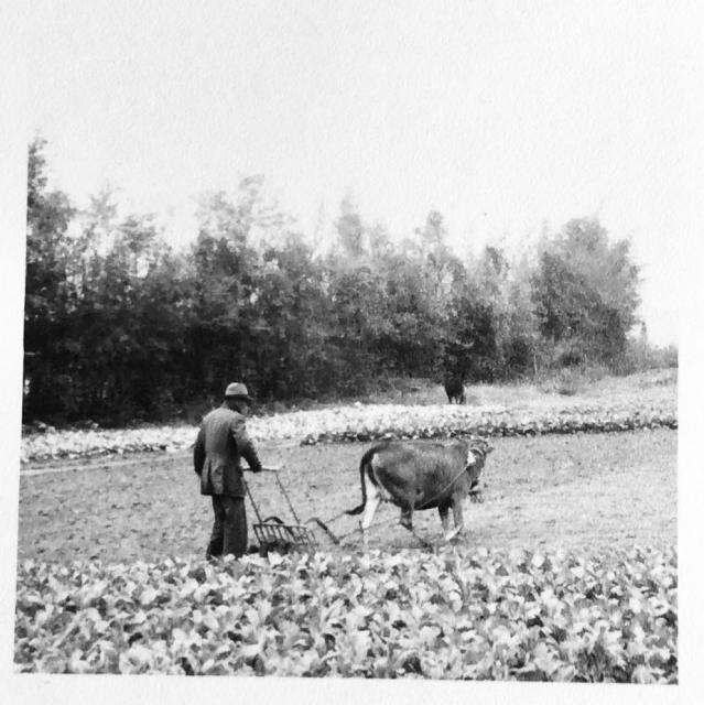 Rural life in New Territories in 1957.