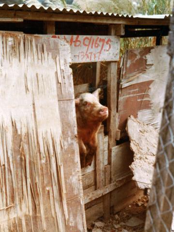 Pig in Ma Hang Squatter area, late 1970s in Stanley-crop-levels