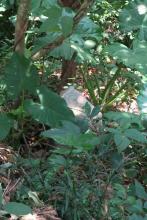 Boundary stone near CARE village