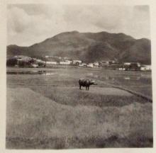 Paddy field 1957-Fan Ling area.