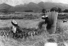Hacka women harvesting rice.
