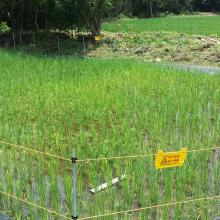 Rice growing at Lai Chi Wo