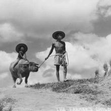 1950s Farmer and Ox