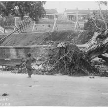 Uprooted trees on Nathan Road - 1923
