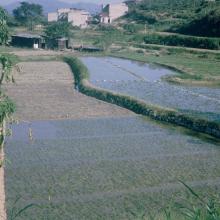 1964 HK 46 Rice Paddy fields.jpg