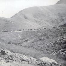 1952 mule train