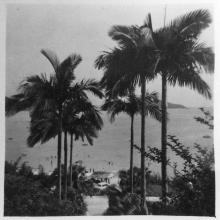 Repulse Bay- Palm Trees-1957