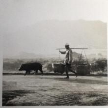 Rural life in New Territories in 1958. Near Sheung Shui.