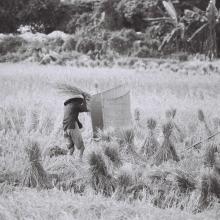 Threshing rice, Pui O, Lantau, 1970s