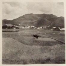 Paddy field 1957-Fan Ling area.