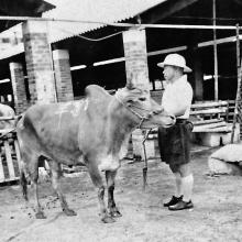 Dairy Farm cowboy c.1970