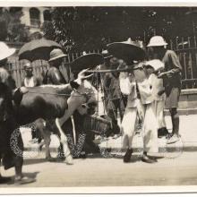 Cow and people on street