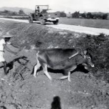 Ploughing1952.jpg